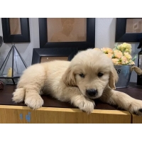 ราคา ขายลูกโกลเด้น