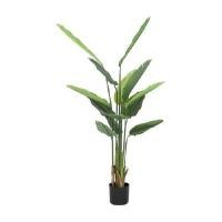 ราคา INDEX LIVING MALL ต้นปักษาสวรรค์ในกระถาง รุ่นลิทเซีย สีเขียว สูง 180 ซม. (YA28351)