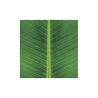 ราคา Good Box Pack กระดาษห่ออาหาร 30x30cm ลายใบตอง 500 ใบ (YA13607)