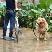 ราคา แท่งจูงสุนัขปั่นจักรยาน (849)