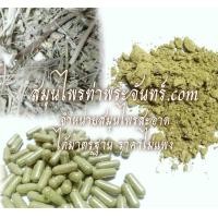 ราคา สมุนไพรใต้ใบ (3)