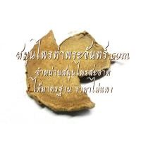 ราคา ว่านชักมดลูก  1กิโล (445)