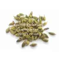 ราคา ลูกกระวานเขียว  1กิโล (876)