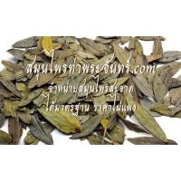 ราคา ใบมะขามแขก  1กิโล (1025)