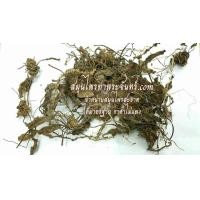 ราคา สมุนไพรผักกาดน้ำ / หญ้าเอ็นยืด / หมอน้อย (1575)