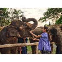 ราคา กิจกรรมดูแลช้างที่ศูนย์อนุรักษ์ช้าง Bangkok Elephant Park ในกรุงเทพฯ (122165)