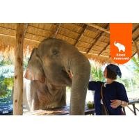 ราคา ศูนย์อนุรักษ์ช้าง Living Green Elephant Sanctuary จังหวัดชลบุรี จากกรุงเทพฯ หรือ พัทยา (144699)
