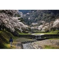 ราคา จากนาโกย่า: น้ำตกโยโรและกระเช้าชมวิวภูเขาโกไซโช (145826)