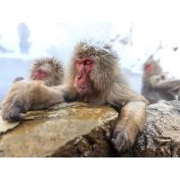 ราคา ทัวร์ส่วนตัวชมความน่ารักของลิงแสมที่อุทยานลิงจิโกะคุดานิ (Jigokudani Monkey Park) ไหว้พระขอพรที่วัดเซ็นโคจิ (Zenkoji Temple) และชมความงดงามของปราสาทมัตสึโมโตะ (Matsumoto Castle) (145900)