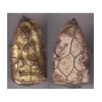 ราคา พระเครื่อง พระขรัวอีโต้ ปิดทองเดิม (3711370)