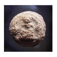 ราคา พระเม็ดกระดุม กรุวัดแม่นางปลื้ม อยุธยา (New) 11 (442209)