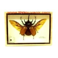 ราคา แมลง ด้วงกว่าง5เขา (1228048)
