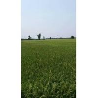 ราคา จ.นครปฐม อ.บางเลน ต.ไผ่หูช้าง โฉนด 10-2-55 (6960212)