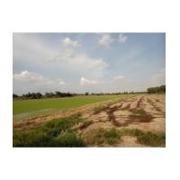 ราคา จ.นครนายก อ.องครักษ์ ต.บางลูกเสือ / ฉ.5-0-0ไร่ บางลูกเสือ (6032159)