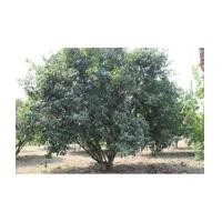 ราคา จ.กาญจนบุรี อ.ท่าม่วง ฉ.10-0-0ไร่ (4463167)