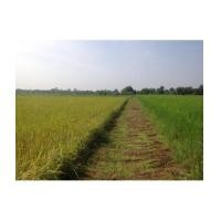 ราคา จ.นครนายก อ. เมือง ต.สาริกา // ที่ดินโฉนด 5-1-32ไร่ (6213049)