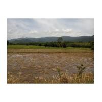 ราคา จ.นครนายก อ.เมือง ต.เขาพระ // ที่ดินโฉนด 5-0-0 ไร่ (6176007)