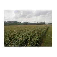 ราคา จ.สระบุรี อ.วังม่วง ต.คำพราน / ฉ.60-0-0ไร่ ใกล้โรงเรียนปากน้ำ (6158158)