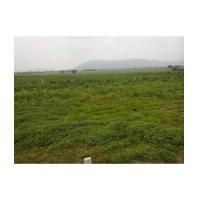 ราคา จ.สระบุรี อ.แก่งคอย ต.หินซ้อน / ฉ.2-0-0ไร่ ตรงข้ามสุชาดารีสอร์ท (6136022)