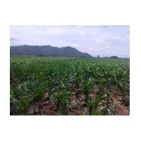 ราคา จ.สระบุรี อ.แก่งคอย ต.หินซ้อน / ที่ดิน โฉนด11-0-0ไร่ ซ.23 อยู่ในโซนท่องเที่ยว (6091105)