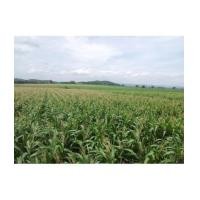 ราคา จ.สระบุรี อ.แก่งคอย ต.หินซ้อน / ที่ดิน โฉนด 25-0-0ไร่ ซ.23 อยู่ในโซนท่องเที่ยว (6091092)