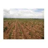 ราคา จ.สระบุรี อ.แก่งคอย ต.หินซ้อน / ฉ. 2-0-0ไร่ ตรงข้ามสุชาดารีสอร์ท (6067464)