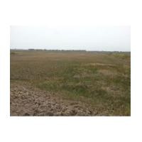 ราคา จ.นครนายก อ.องครักษ์ ต.โพธิ์แทน / ฉ.50-3-78ไร่ ที่นา-คลอง15 (6059559)