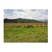 ราคา จ. นครราชสีมา อ.ปากช่อง ต.ขนงพระ ที่ดินโฉนด 1-3-70ไร่ (6052043)