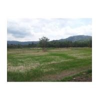 ราคา จ.นครนายก อ.ปากพลี ต.หนองแสง / ฉ.10-3-74ไร่ ใกล้วัดบุ่งเข้ (6037510)