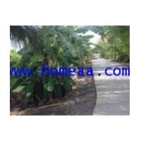 ราคา ที่ดินเปล่าพร้อมสวนมะนาว เนื้อที่ 5ไร่ 2งาน 40ตร.วา ต.บางช้าง อ.สามพราน จ.นครปฐม (6010646)