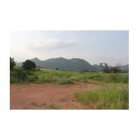 ราคา จ.นครราชสีมา ต.วังไทร ฉ.10-0-0ไร่ (5007917)