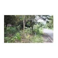 ราคา จ.ปราจีนบุรี ต.เนินหอม ฉ.10-0-0ไร่ (4958639)