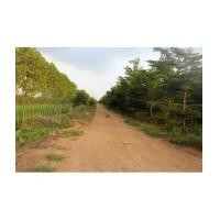 ราคา จ.สระบุรี อ.หนองแค ฉ.120-0-0ไร่ (4836525)