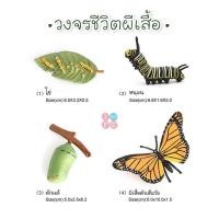ราคา iamflashcards วงจรชีวิตสัตว์และต้นไม้ โมเดลวงจรชีวิตสัตว์ แบบจำลองวงจรชีวิต TOYPK3 วงจรชีวิตผีเสื้อ (11012273)