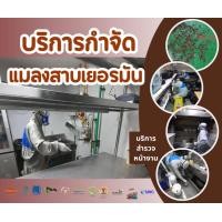 ราคา mini bug ตั๋วสำรวจหน้างาน ป้องกันบริการกำจัดและป้องกันแมลงสาบสายพันธุ์เยอรมัน (12105861)