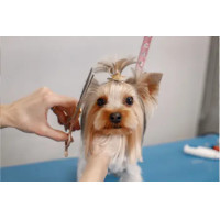 ราคา Perfect Dog น้องหมาตัดขน 1-3kg อาบตัด,งานกรรไกร (12104403)