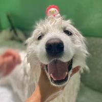 ราคา HATO บริการ HAIR STYLISH (double hair coat) M (12122111)