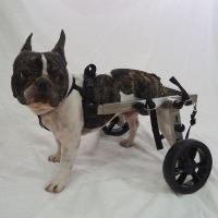 ราคา Petaneer วีลแชร์ปรับขนาดได้ M (12220421)