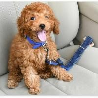 ราคา PB Pet Home เชือกนิรภัยสุนัข ล๊อคกับเข็มขัดนิรภัยรถยนต์ สุนัขปลอดภัยเมื่อพาขึ้นรถยนต์ สีดำ (12318422)