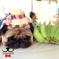 ราคา Annymalls หมวกสุนัข หมวกแมว หมวกชาวนา หมวกงอบ normal (12341711)