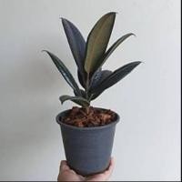 ราคา Pamathegardener ยางอินเดียดำ เล็ก 28 - 35 ซม. ยางอินเดียดำ ธรรมชาติ (10547692)