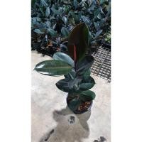 ราคา Pamathegardener ยางอินเดียดำ ซุปเปอร์จัมโบ้ 75 ซม. ขึ้นไป ยางอินเดียดำ ธรรมชาติ (10547694)