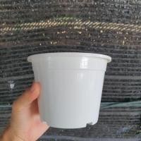 ราคา Pamathegardener กระถางพลาสติกสีขาว ขนาด 5 นิ้ว ขาว 5 นิ้ว กระถางพลาสติก (10547910)
