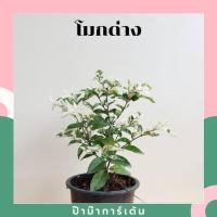 ราคา Pamathegardener ต้นโมกด่าง 1 กระถาง ต้นโมกด่าง ธรรมชาติ (10547964)