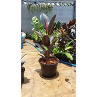 ราคา Pamathegardener ยางอินเดียดำ ใหญ่ 45 - 55 ซม. ยางอินเดียดำ ธรรมชาติ (10547691)