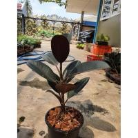 ราคา Pamathegardener ยางอินเดียดำ กลาง 35 - 40 ซม. ยางอินเดียดำ ธรรมชาติ (10547695)
