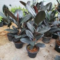 ราคา Pamathegardener ยางอินเดียดำ ธรรมชาติ จัมโบ้ 60 - 70 ซม. ยางอินเดียดำ (10547693)