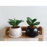 ราคา Pamathegardener ต้นไม้มงคล ต้นใหญ่ ทรงกลม ปากแคบ สีชมพู 1 กระถาง หัวใจใบเดียวเขียว (10546556)