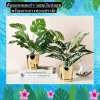 ราคา TS061J001 TROPACL กระถางเซรามิค ต้นไม้ ปลอม มอนสเตอร่าปลอม ต้นมอนสเตอร่า ต้นออมเงิน ต้นไม้ปลอมพร้อมกระถางเซรามิคสีทอง มอนสเตอร่า (10595675)
