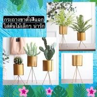 ราคา TS061J013 TROPACL กระถางขาตั้ง 3 แฉกสีทอง กระถางต้นไม้ กระถางสีทอง กระถางใหญ่ GOLD PLANT POT กระถาง กระถางทรงสูง ขาตั้ง 3 แฉกสีทอง (10595677)